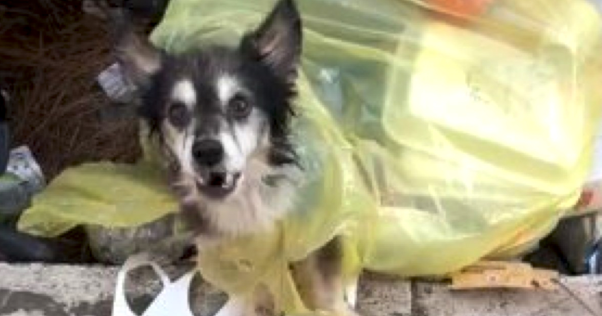 14 Year Old Dog Found Tied Up In A Bag And Also Thrown away In The Trash