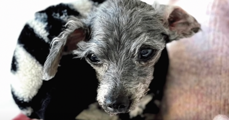 14 Year Old Dog Was Left Outside Of The Sanctuary With Her Toy