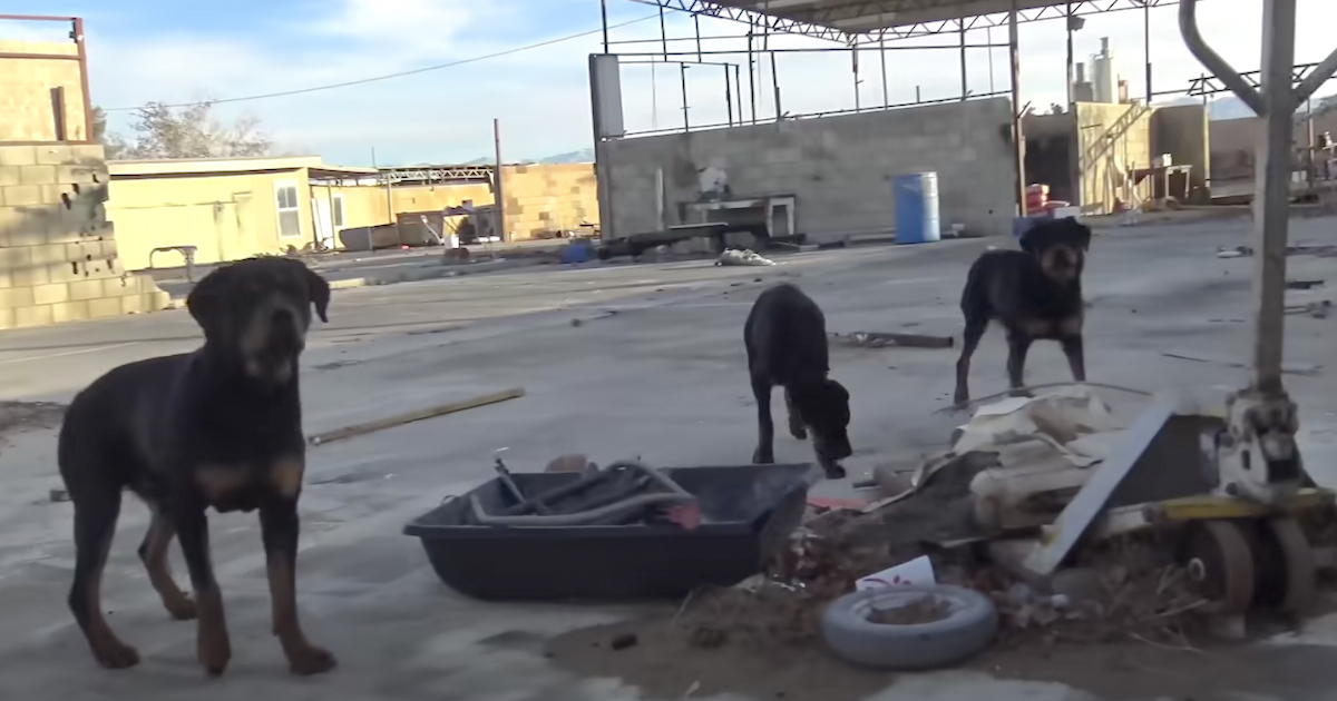 3 Abandoned Rottweilers Just Had A Nearly-Empty Pool To Drink Out Of