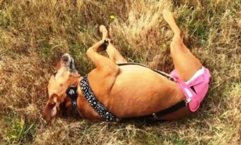 3-Legged Dog Was Used As Bait Dog & After That Dumped, They Cried When They Found Her