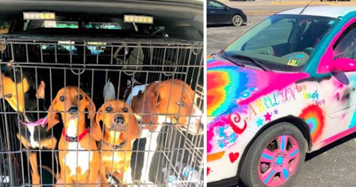 4 Dogs Found Locked In Hot Car, Couple Says They Forgot Dogs Remained In There