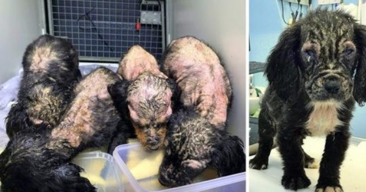 4 Puppies Were Found Rotting Away, However One Ended Up Different From The Others