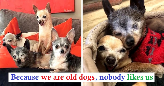 4 Senior Chihuahuas At Sanctuary Without A Single Tooth, Adopted All Together