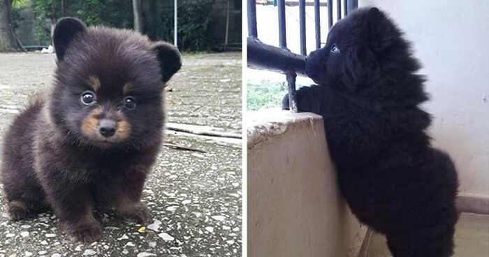 50 Puppies That Are Very Lovable To Be Real