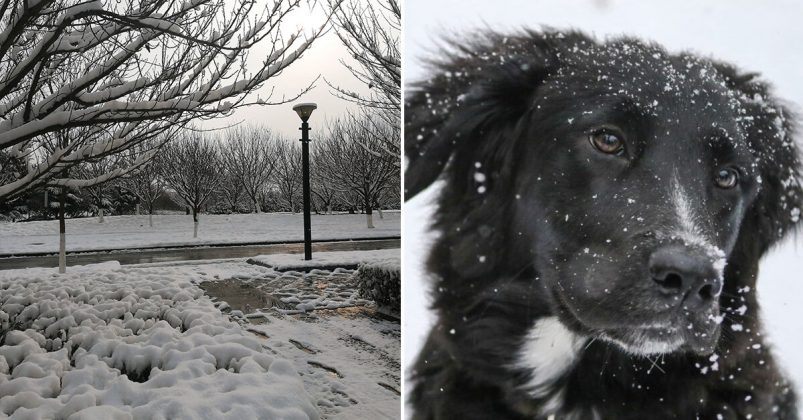 87 Year Old Lady Saved By Neighbor's Dog After Falling Down In The Snow