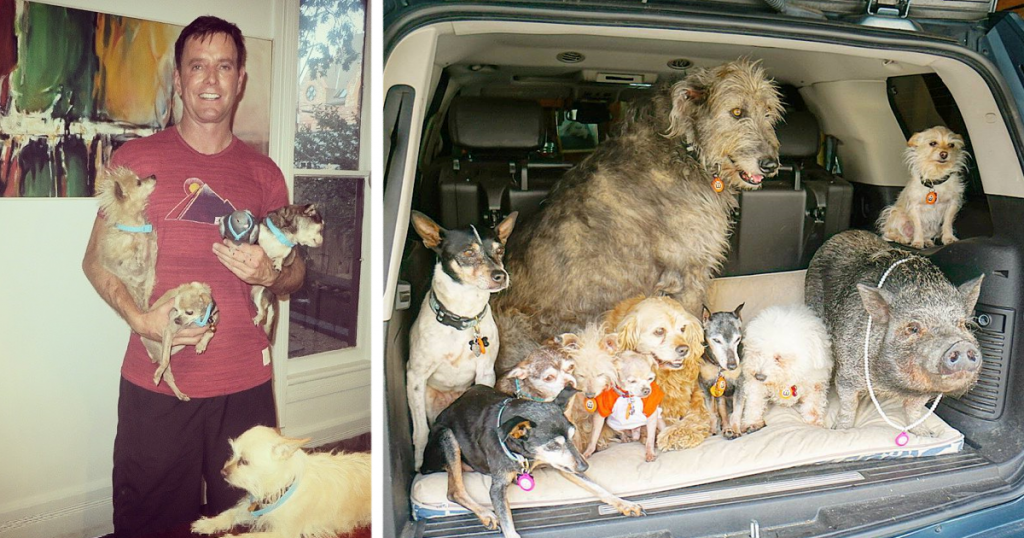 A Kind Man Visits Animal Shelters And Adopts All The Old Dogs That No One Needs