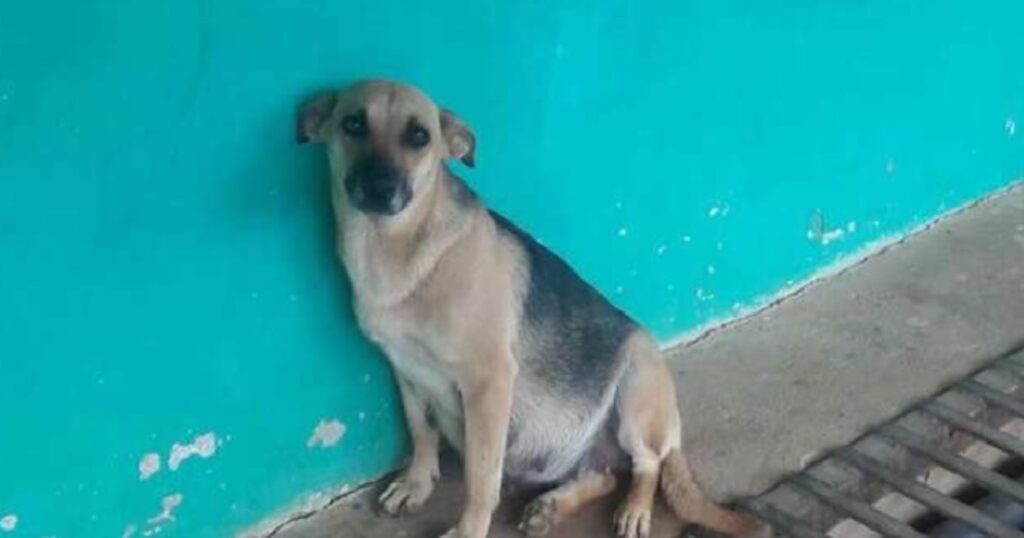 A Pregnant Dog Waits Day And Night For The Family Who Abandoned Her