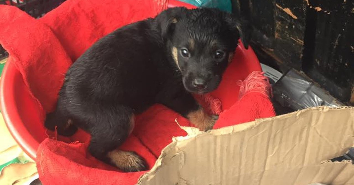 A Pup Was Left Outside In The Rain For Doing Nothing Bad