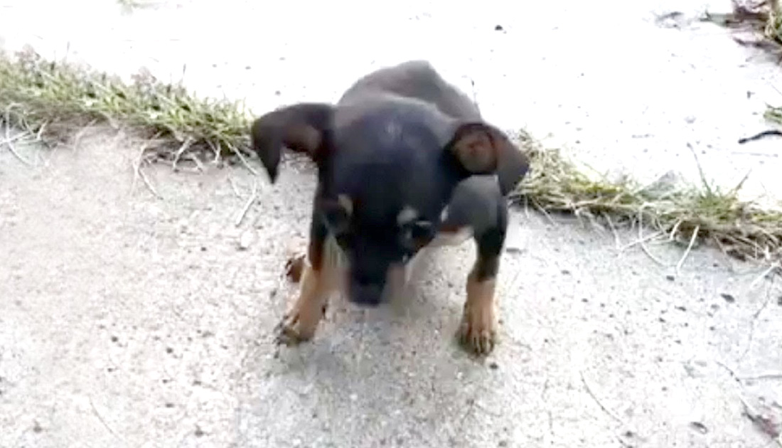 A Sick Puppy Was Left By Her Owner On A Deserted Street