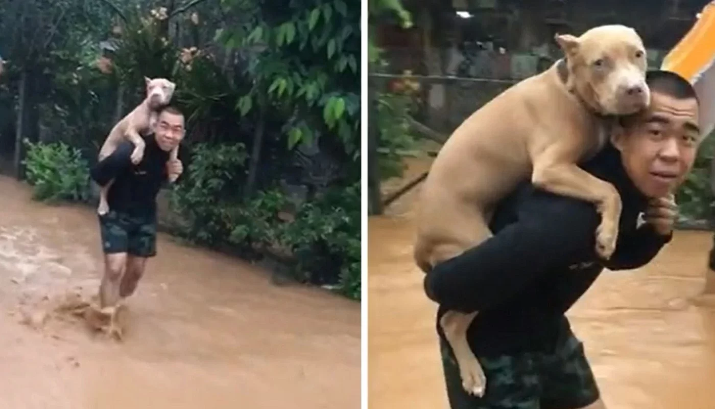 A Soldier Carrying His Precious Pitbull On His Back Saving Him From A Flood