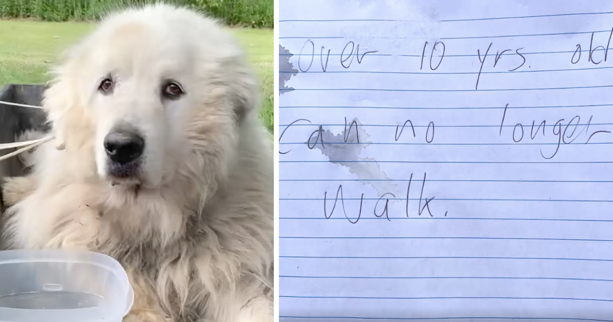 A White Fluffy Dog Was Tied To A Sled And Left With A Note