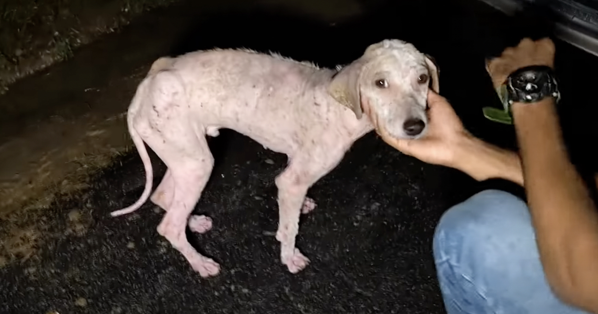 A Young Dog Suffering On The Streets Musters Up The Power To Wag His Tail