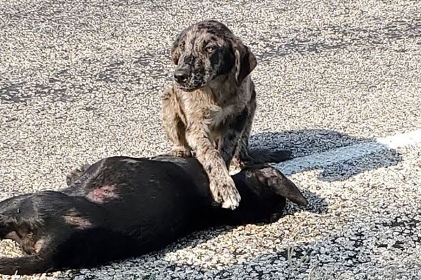 A faithful and real dog does not intend to leave his sis's side after she died on one side