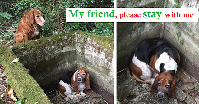 A loyal dog guarded for his close friend dog for a week who fell into a tank