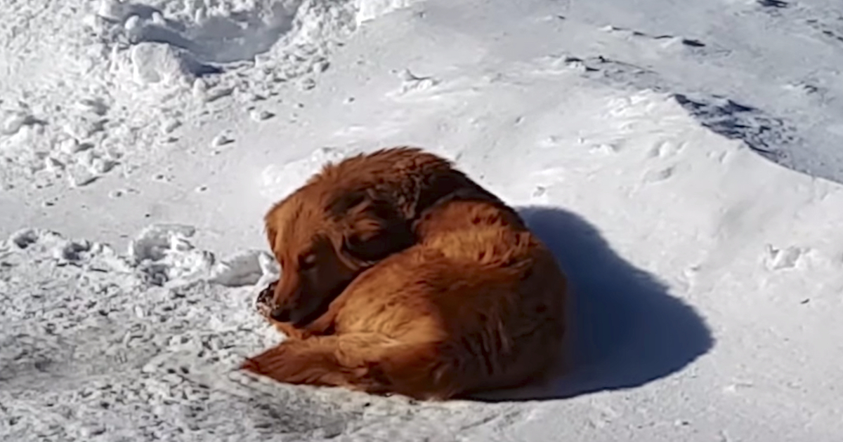 Abandoned Dog Had Just The Snow Pile Under Her To Sleep On