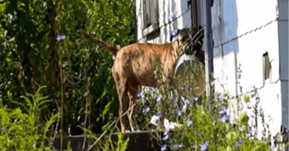 Abandoned Dog Holds Empty Dish From Door To Door Hoping Someone Will Feed Him