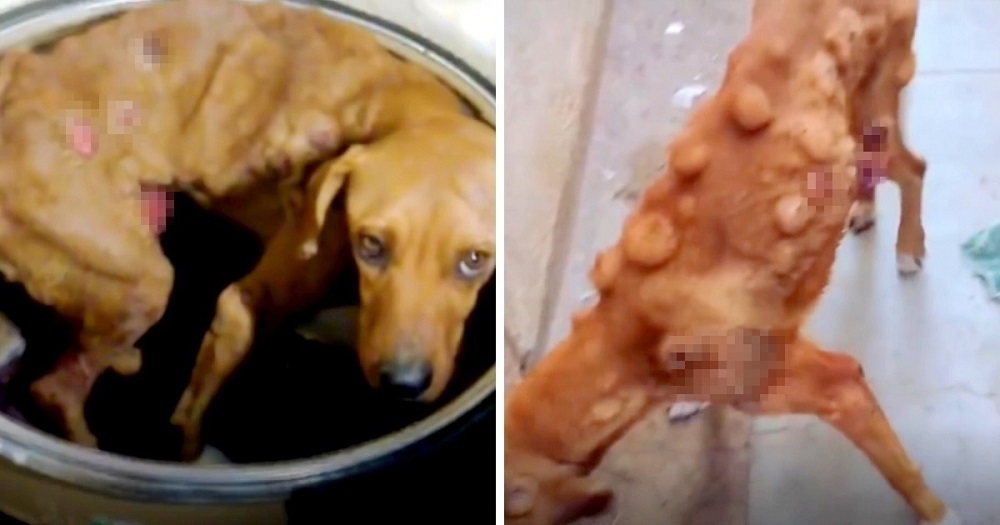 Abandoned Dog's Unbelievably Grueling Battle With Cancer Brings Tears To Our Eyes