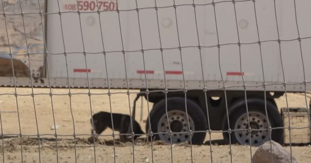 Abandoned In A Garbage dump With 2 Other Dogs, They Were Taken Leaving Him Behind