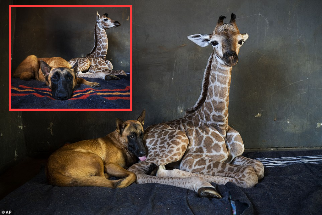 Abandoned giraffe comes to be good friends with watchdog at an animal sanctuary