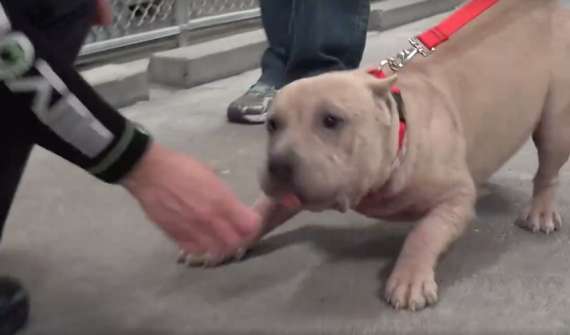 Abused Pit Bull Takes Her Freedom Walk Out Of The Sanctuary