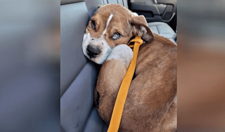 Abused Puppy Seized From New York Home Is Adopted By Responding Policeman