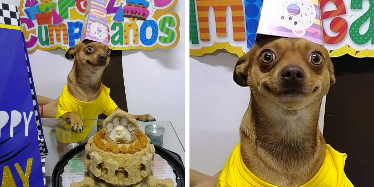 Adopted Dog Named Odin Is So Pleased That His Family Is Celebrating His Birthday celebration