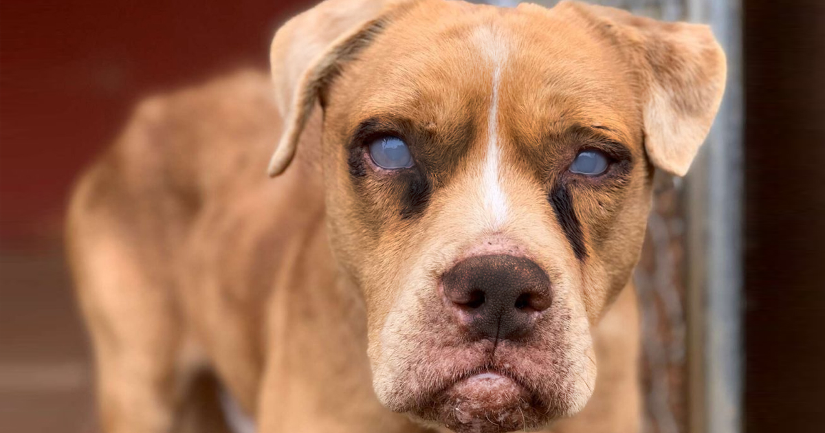 After 8 years in chains, blind dog jumps for joy when getting his own bed