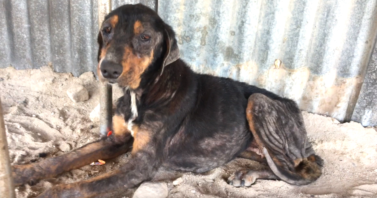 After ten years Together, Family Leaves Their Dog Behind When They Move Away