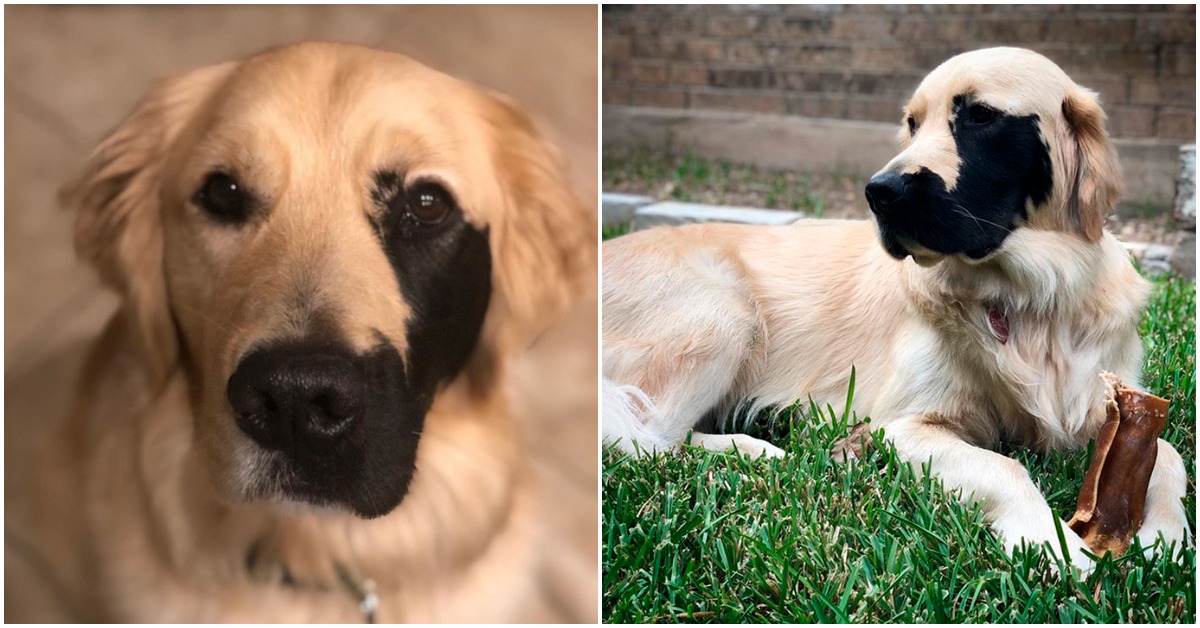 An Unusual Genetic Abnormality In A Golden Retriever Makes Him Extremely Charming