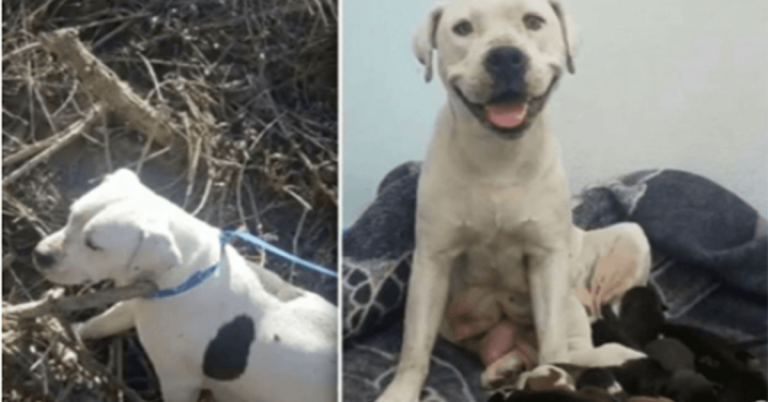 Animal Sanctuary Writes Emotional Letter to Owner Who Dumped Pregnant Dog