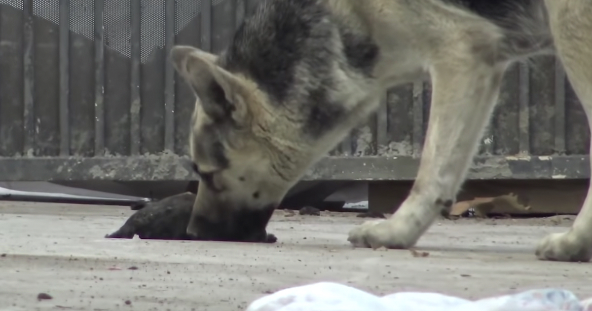 As The Stray Attempted Reviving Her Baby, They Closed In To Intervene