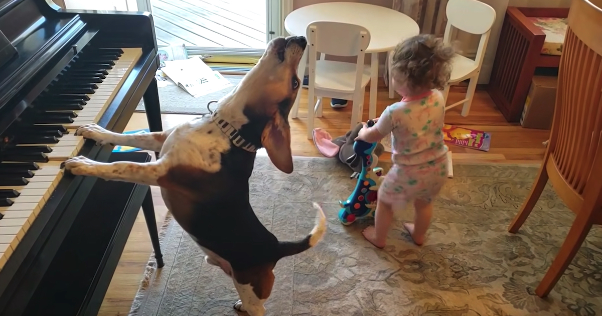 Baby Begins Dancing, And The Dog Comes Over And Also Plays The Piano