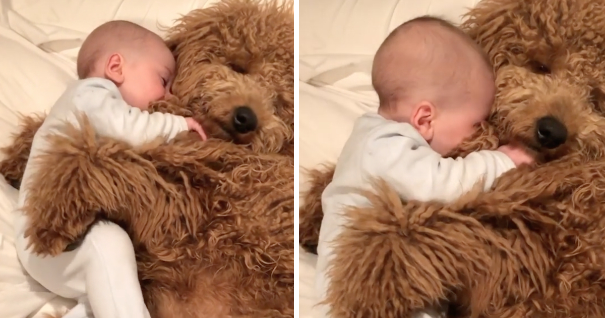 Baby Cuddles With Goldendoodle And Also Falls Asleep In His Paws