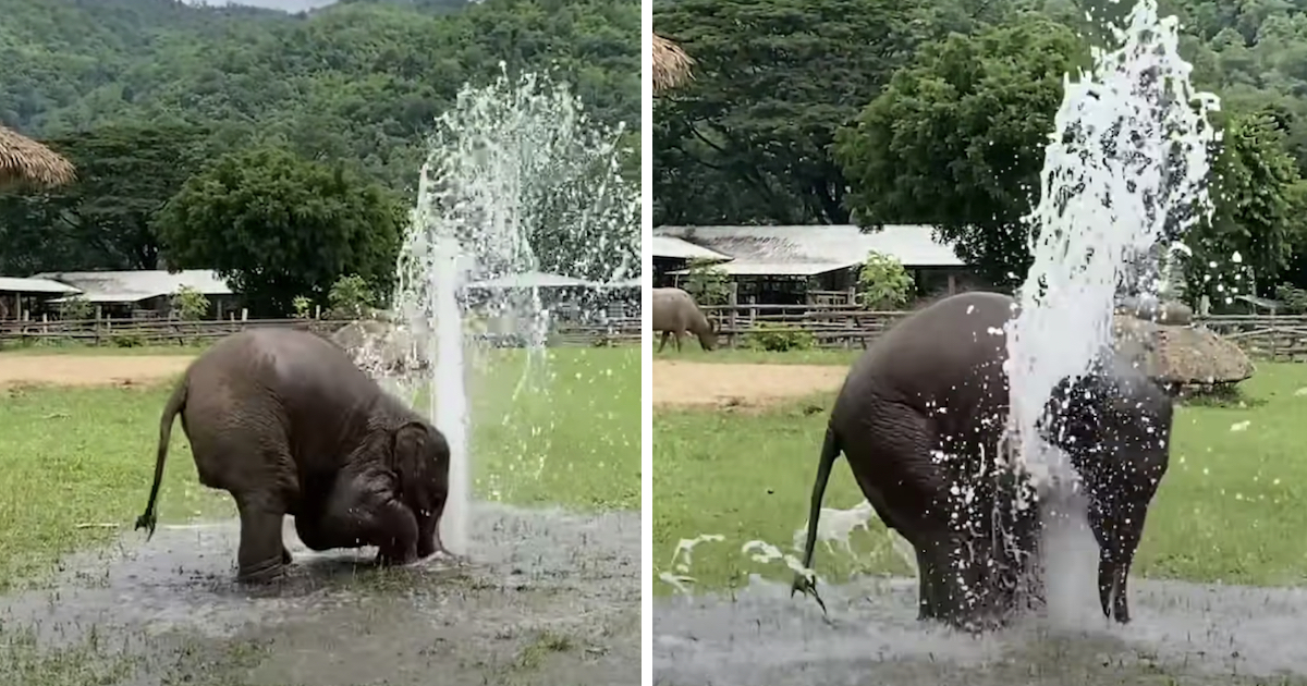 Baby Elephant Uses Broken Water Pipe As Her Own Personal Sprinkler