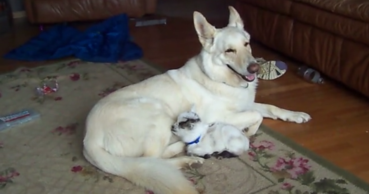 Baby Goat Thinks German Shepherd Is Her Mom, Dog Is Happy To Play Along