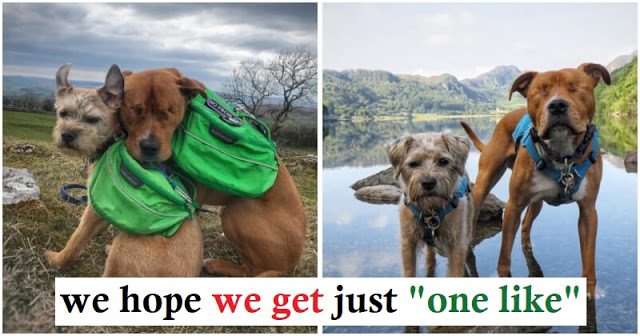 Blind Staffie Finds A Guide In His Forever Friend!