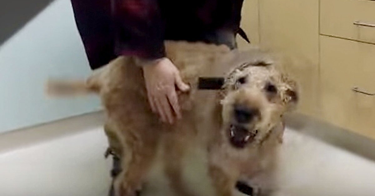 Blind dog gets surgical treatment and finally sees his family for the extremely first time