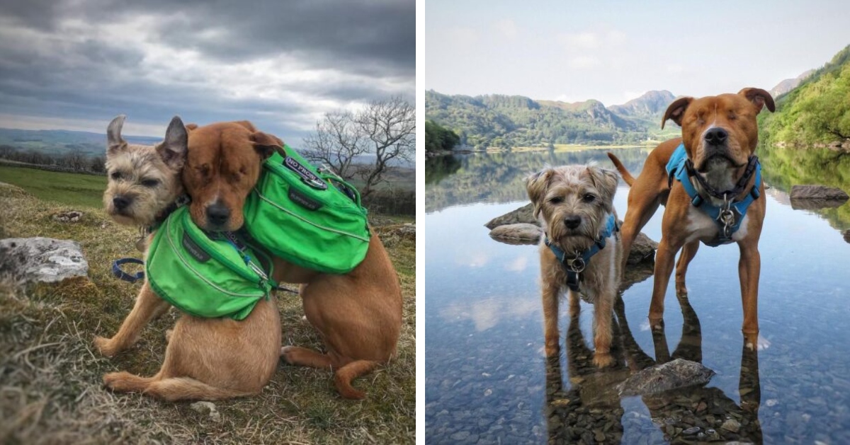 Blind staffie finds a guide in his forever buddy