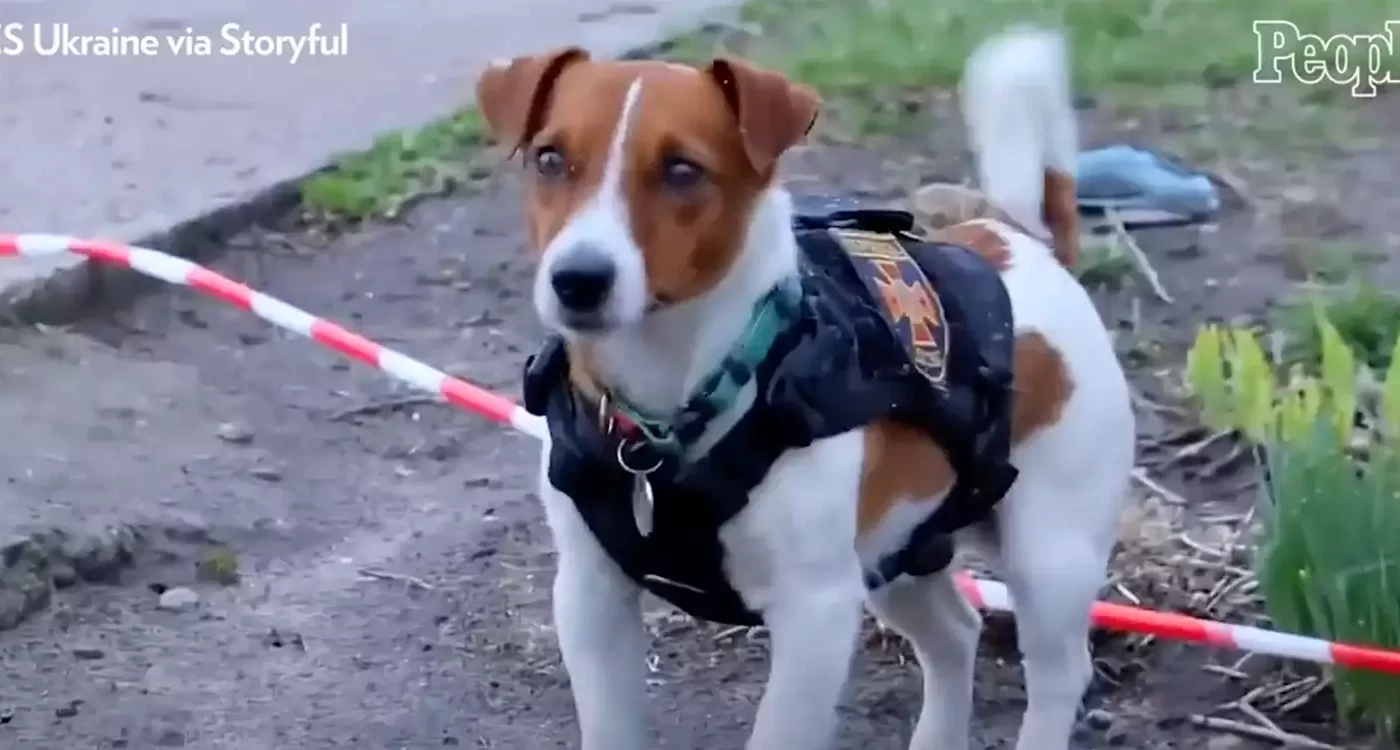 Bomb Sniffing Jack Russell Terrier Called Patron Hailed as a Hero for Rescuing Lives in Ukraine