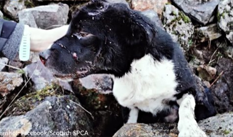 Border Collie Found Buried Alive