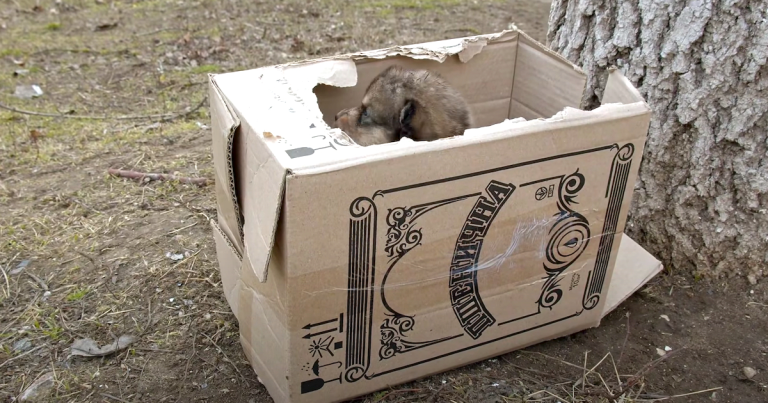 Box Found On The Side Of The Roadway With Some Innocent Puppies Inside