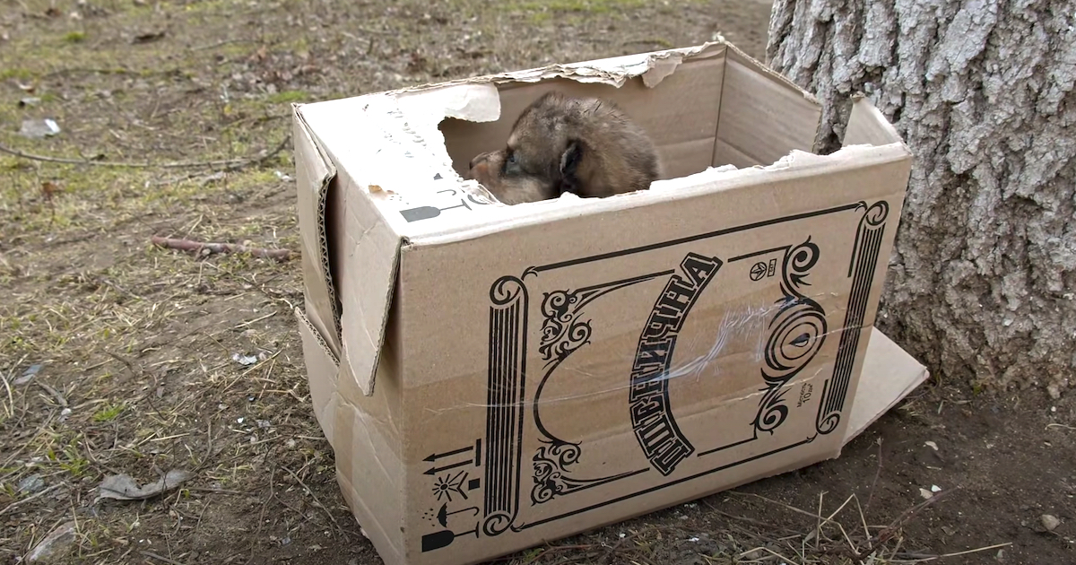 Box Found On The Side Of The Street With Some Innocent Puppies Inside