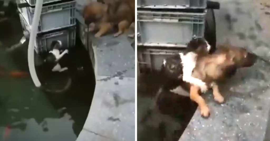 Brave Dog Jumps Into The Water To Rescue The Sinking Kitten And Safely Piggybacks