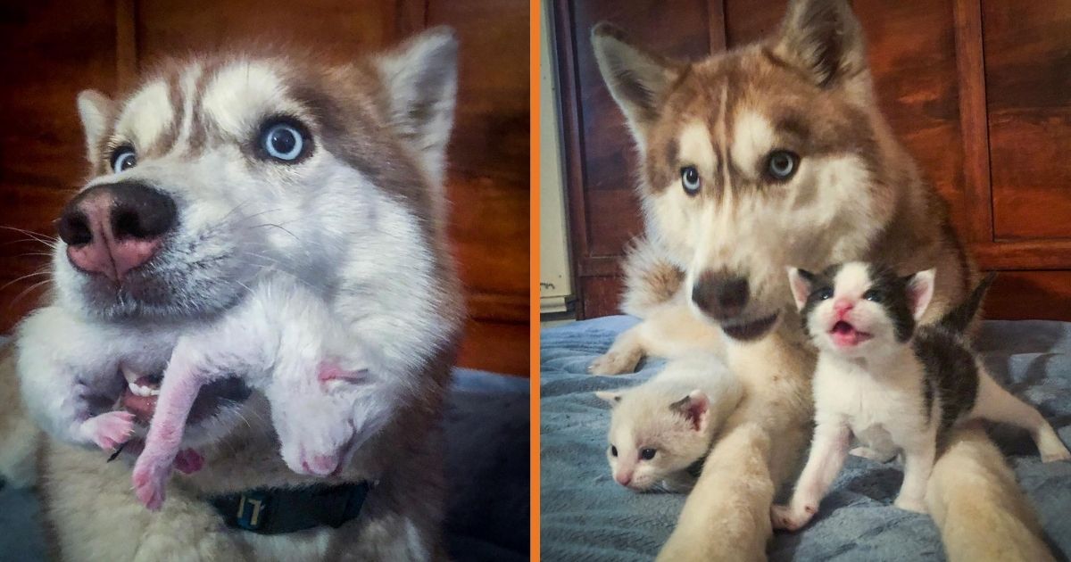 Brave Husky Discovers Box Filled With Near-Dying Kitties And Adopts Them (10 Pics).