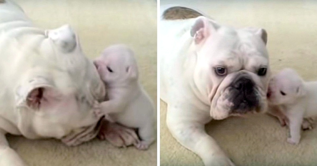 Bulldog Puppy Threw Funny 'Temper Tantrum' And Rebels Versus His Cool Mama Dog