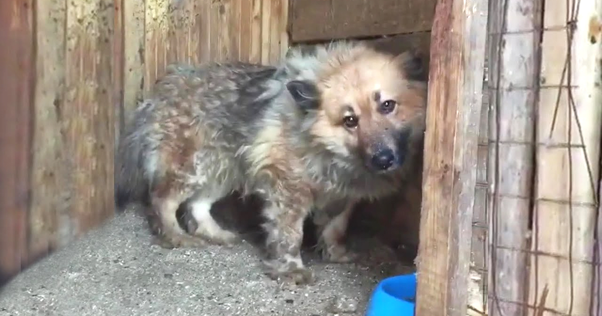 Bullied Dog Shyly Peeks Out From Behind The Door When They Show up