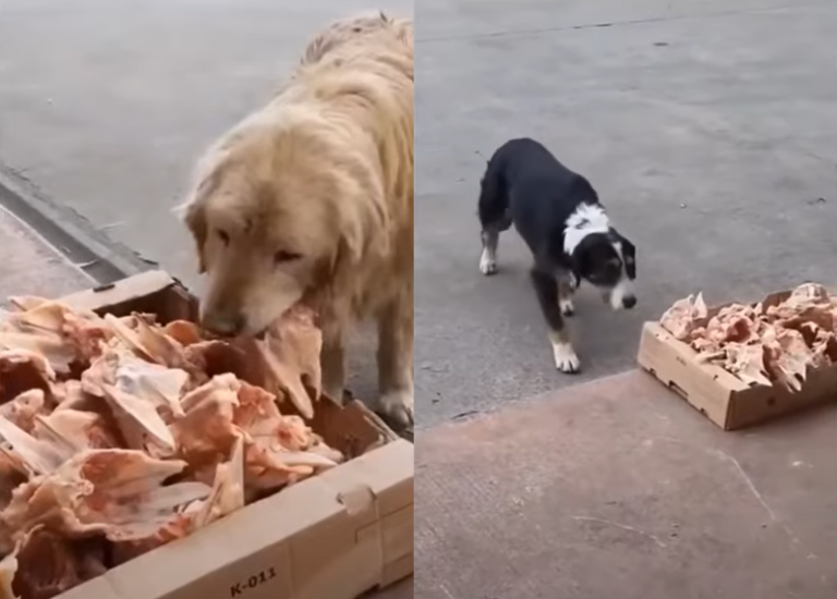 Butcher Leaves Leftovers Outside Shop For Stray Dogs