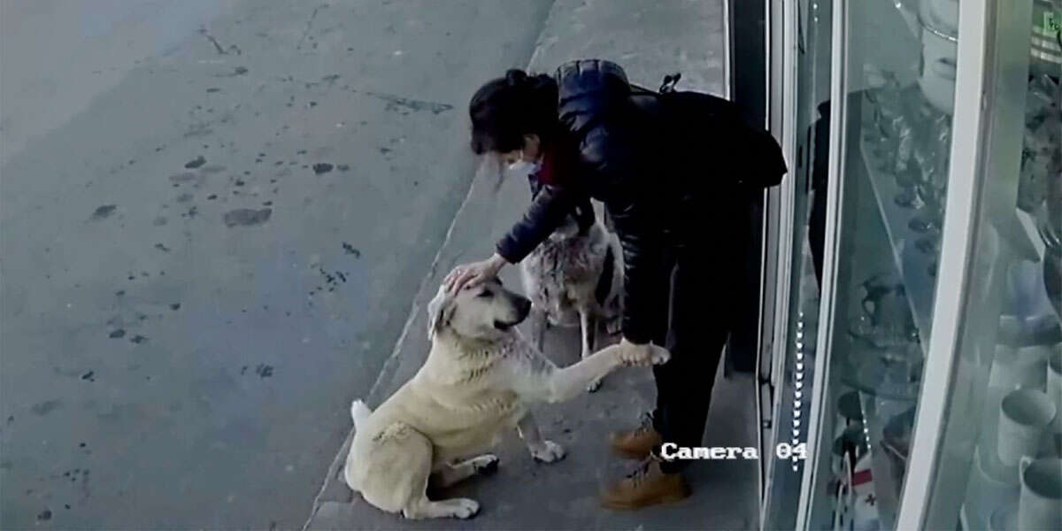 Cam Catches Nice Woman Stopping To Show Stray Dogs That They Matter, Too