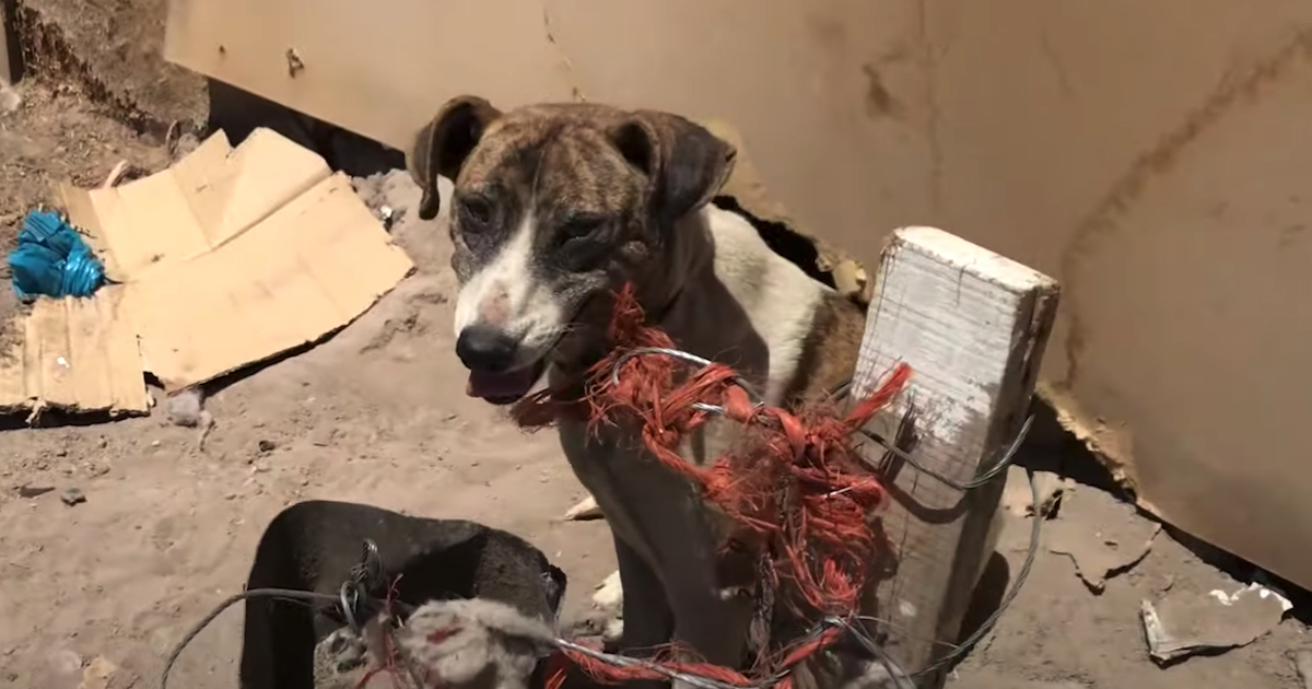 Canine Given Away By Her Owner Ends Up Tied Out In The Scorching Warm