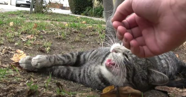 Cat Had Not Moved In A Day As He Lay Crying Out For Help